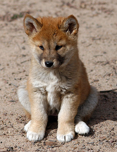 Dingo-dingo-31116133-400-520.jpg