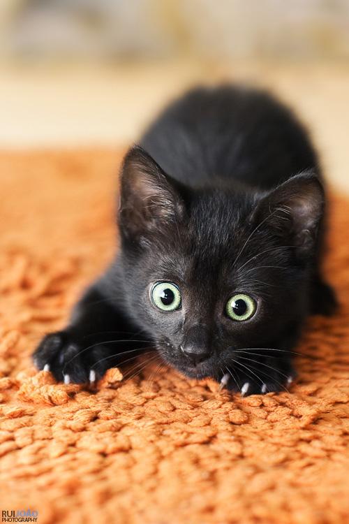 bnmeck86sbwmgp0qj.jpg