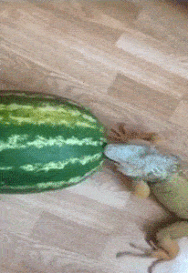 tumblr_o3qj3a5l4T1qg51mgo1_250.gif