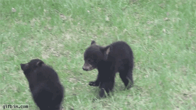 giphy.gif