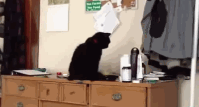 l4WlS.gif