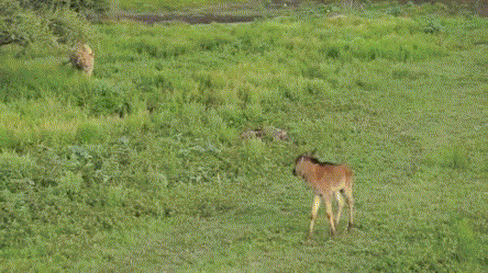 hornoxe.com_gifdump100_5.gif