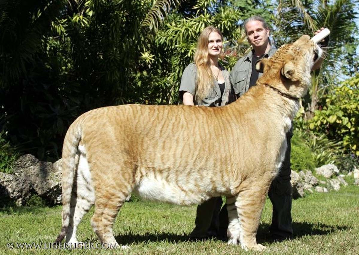 Liger.jpg