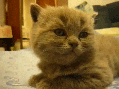 CYK9.gif