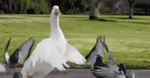 source.gif