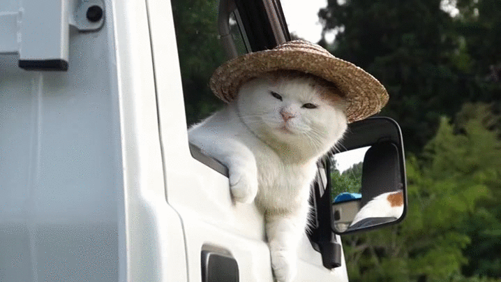 ryh89Vx.gif