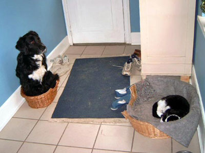katze-im-hundekorb.jpg