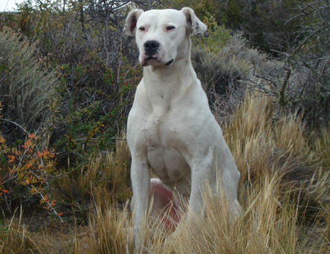 Dogo_argentino_recentre.jpg