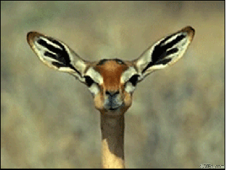 8ZYNp.gif