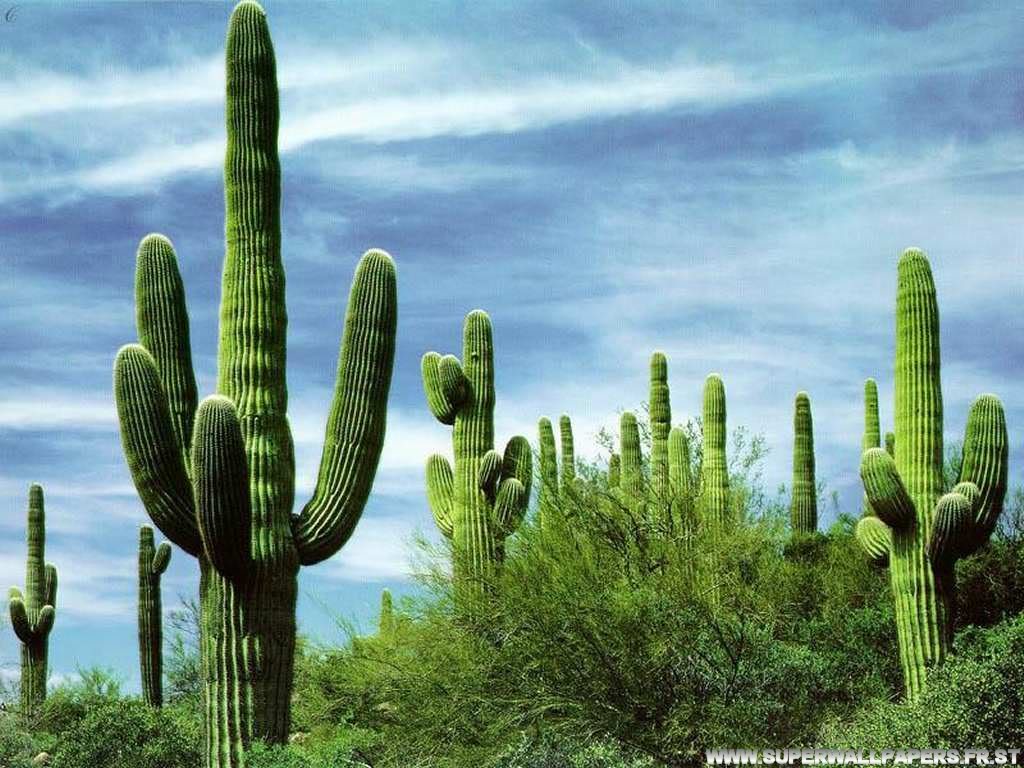 Cactus.jpg