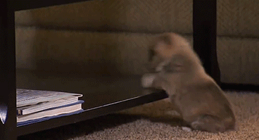 tumblr_mv6lh1FFJq1s9nlpio1_400.gif