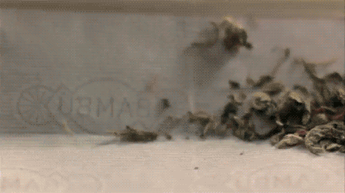 tumblr_lkfmgqeSSQ1qiqy3eo1_500.gif