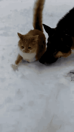 tumblr_ohsu51hVaB1s02vreo1_400.gif