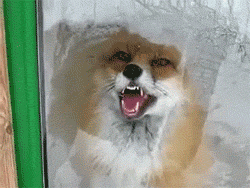 tumblr_mhak83TgCm1rue90ro1_250.gif