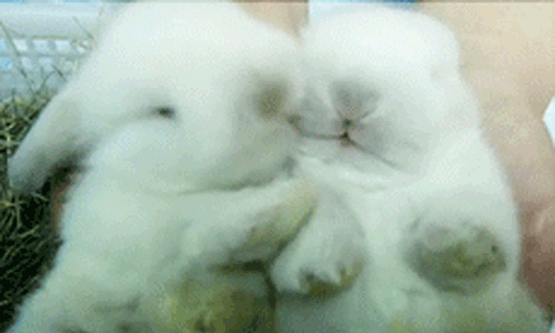 tumblr_n2qxtqbpXS1s2qpgho1_500.gif