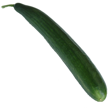 gurke-euphya.png