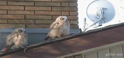tumblr_nnrj01g5y51s2yegdo1_500.gif