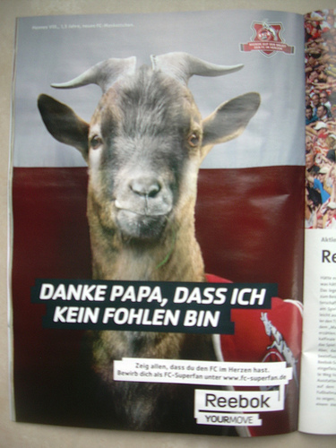fohlen_a186393