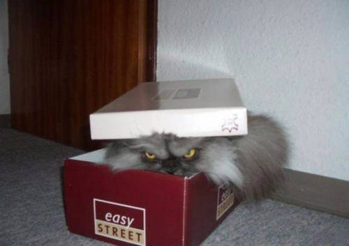 tumblr_nrlmf0h2dz1qjnhqgo1_500.jpg