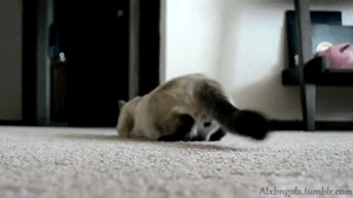 nHNnikT.gif
