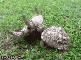 637.gif