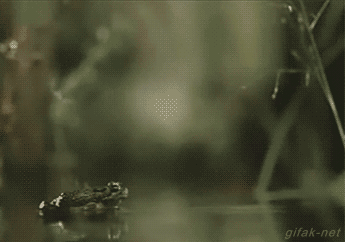 tumblr_nqcts2sDST1s2yegdo1_400.gif