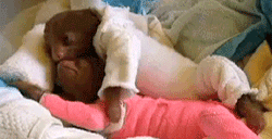 giphy.gif