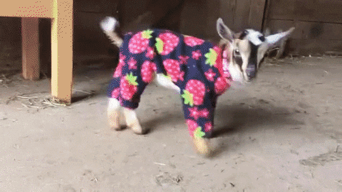 giphy.gif