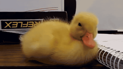 duckling.gif