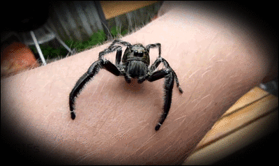 cbv5mpo2.gif