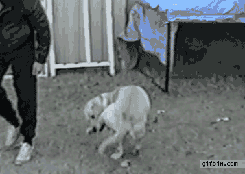 13.gif