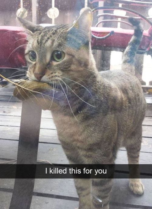 tumblr_okz5ym1pxj1uluepno1_500.jpg