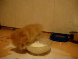 tumblr_mkr1w6aDbu1qg39ino1_400.gif