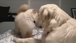 Or2tHrd.gif