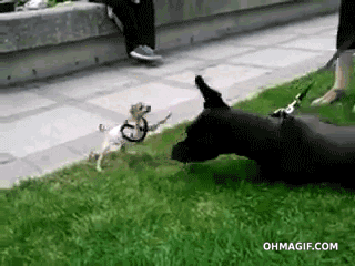 giphy.gif
