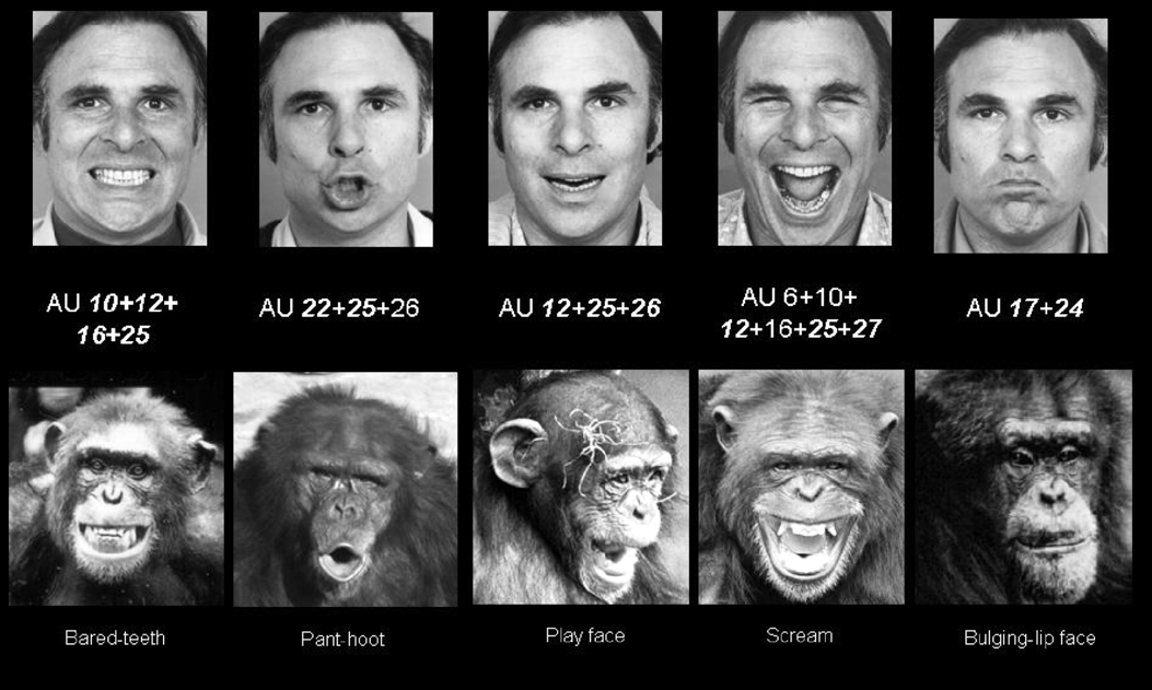 facial-expressions-chimp-and-man.png