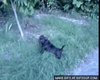 dog-humping-ground-o.gif