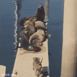 tumblr_nrc1zl4gPI1s2yegdo1_400.gif