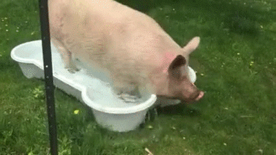 netzologe_tiere_pool-4a.gif