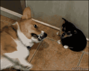 3VBn.gif