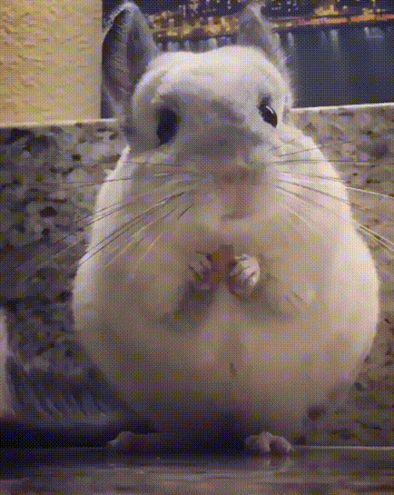 giphy.gif