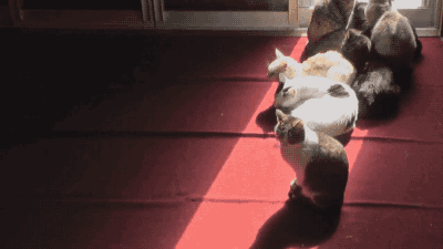 46d5rbvl.gif