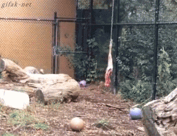 tumblr_nphjufH5jZ1s2yegdo1_400.gif