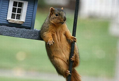 hey-ladies-squirrel.jpg
