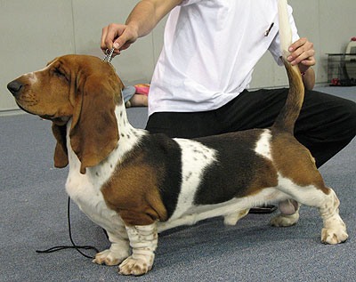 basset_hound_h01.jpg