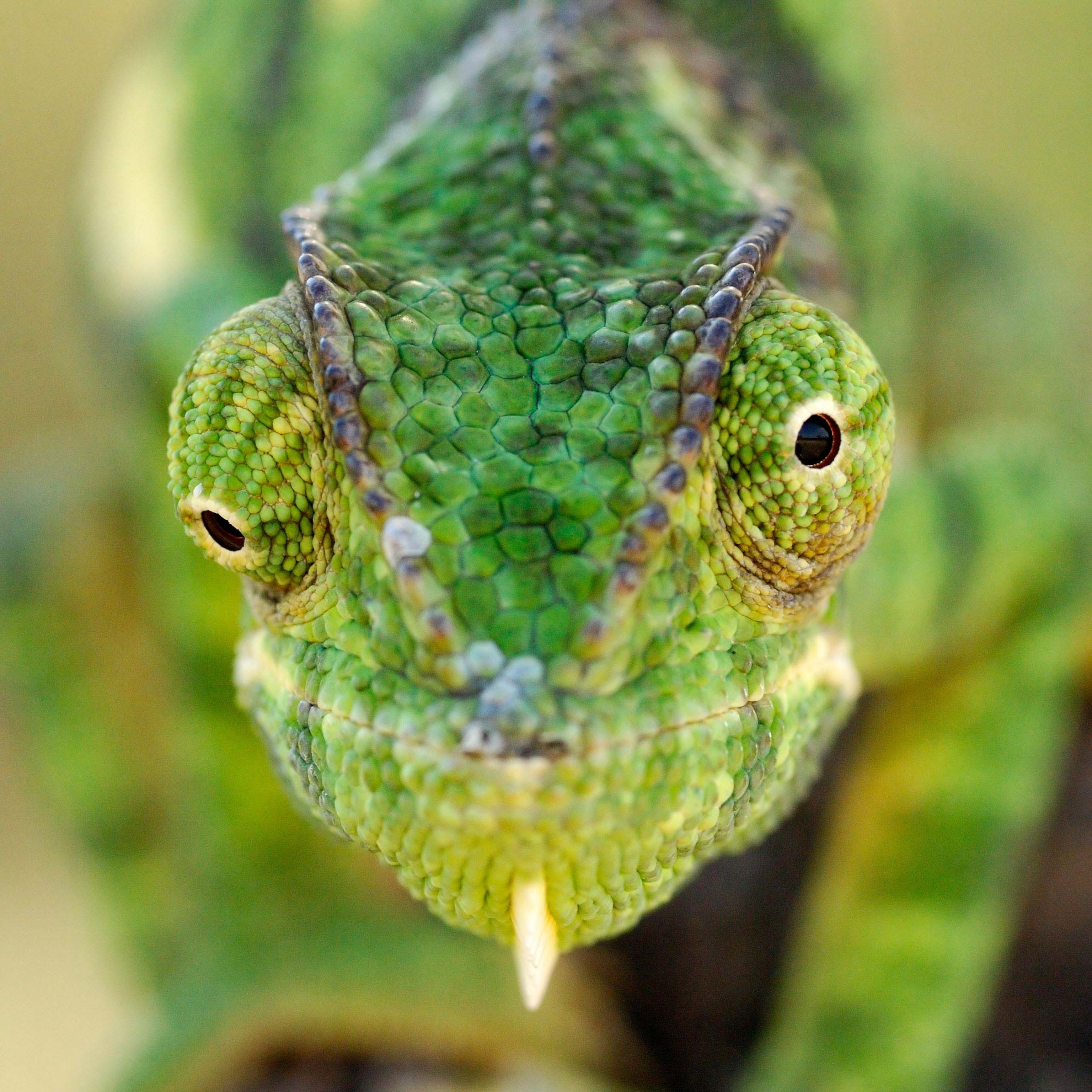 chameleon-eyes_square.jpg