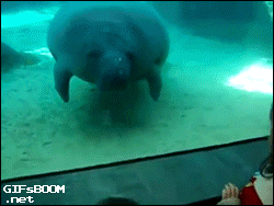 tumblr_nrb2apNk1U1s02vreo1_250.gif