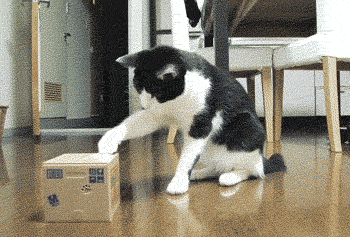 hornoxe.com_gifdump03_25.gif