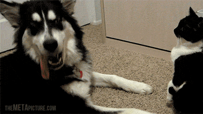 l1nVEea.gif