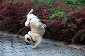 tumblr_mm3033l4br1s3dg5fo1_400.gif